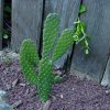 Consolea _rubescens